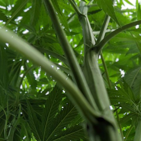 Dolato F1 growlog timeline photo