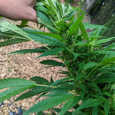 Dutch Hawaiian F2 growlog timeline photo