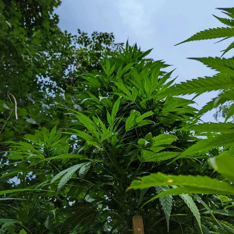 Dutch Hawaiian F2 growlog timeline photo