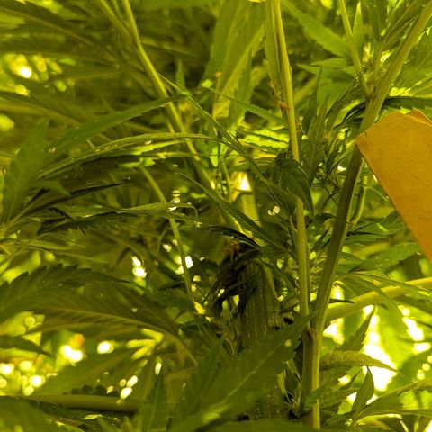 Dutch Hawaiian F2 growlog timeline photo