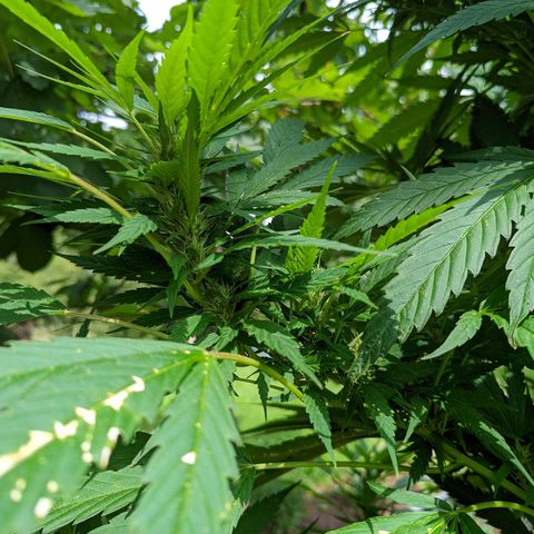 Dutch Hawaiian F2 growlog timeline photo