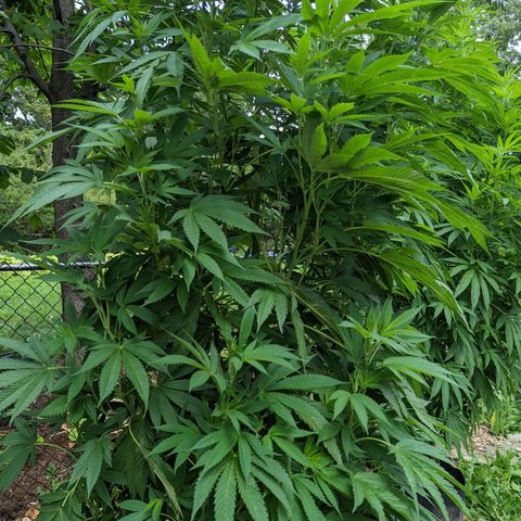 Dolato F1 growlog timeline photo