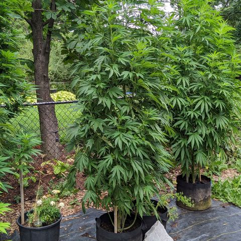 Dolato F1 growlog timeline photo