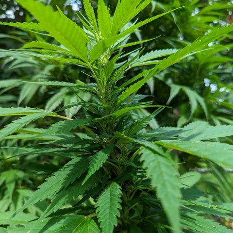 Dutch Hawaiian F2 growlog timeline photo