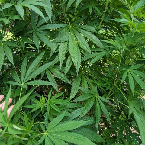Dolato F2 growlog timeline photo
