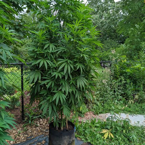 Dolato F2 growlog timeline photo