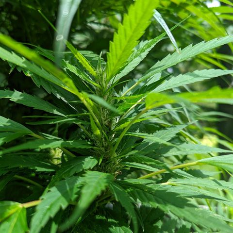 Dutch Hawaiian F2 growlog timeline photo