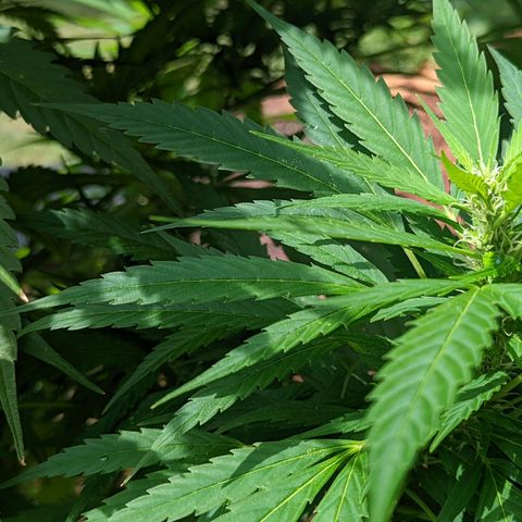 Dutch Hawaiian F2 growlog timeline photo