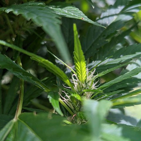 Dutch Hawaiian F2 growlog timeline photo
