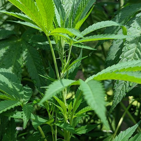 Dolato F1 growlog timeline photo