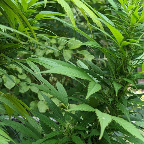 Dutch Hawaiian F2 growlog timeline photo