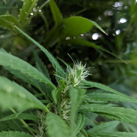 Dutch Hawaiian F2 growlog timeline photo