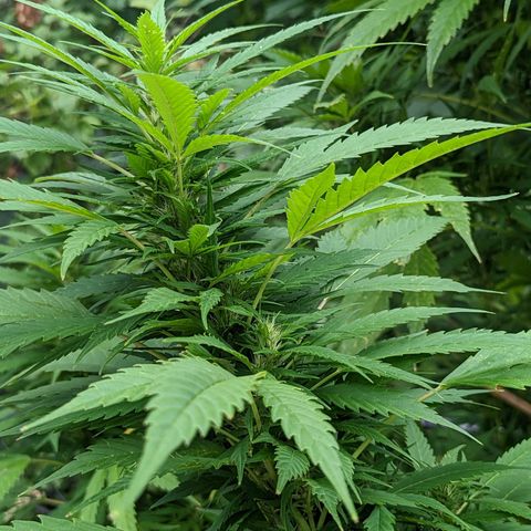 Dutch Hawaiian F2 growlog timeline photo