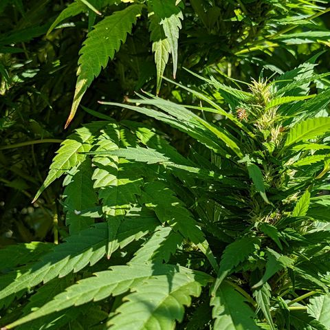 Dutch Hawaiian F2 growlog timeline photo