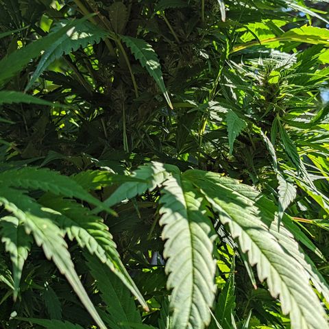 Dutch Hawaiian F2 growlog timeline photo