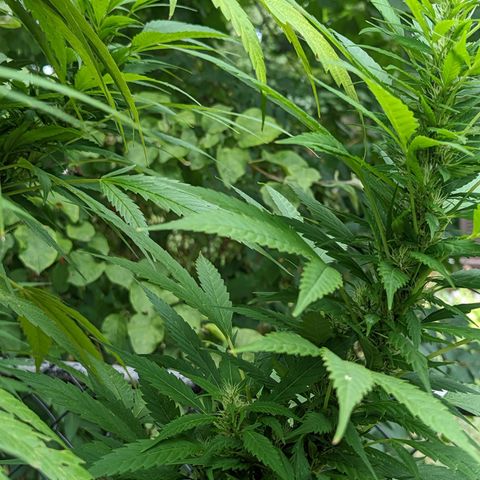 Dutch Hawaiian F2 growlog timeline photo
