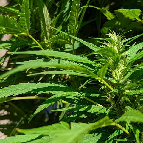 Dutch Hawaiian F2 growlog timeline photo