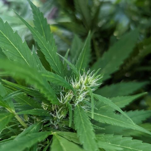 Dutch Hawaiian F2 growlog timeline photo