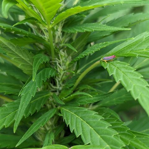 Dutch Hawaiian F2 growlog timeline photo