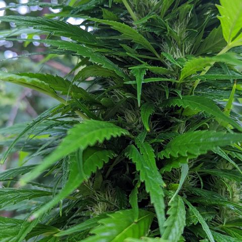 Dutch Hawaiian F2 growlog photo: 👑