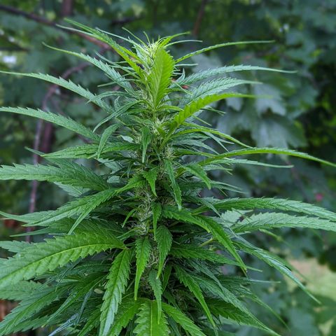Dutch Hawaiian F2 growlog photo: 👑