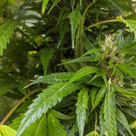 Dutch Hawaiian F2 growlog timeline photo