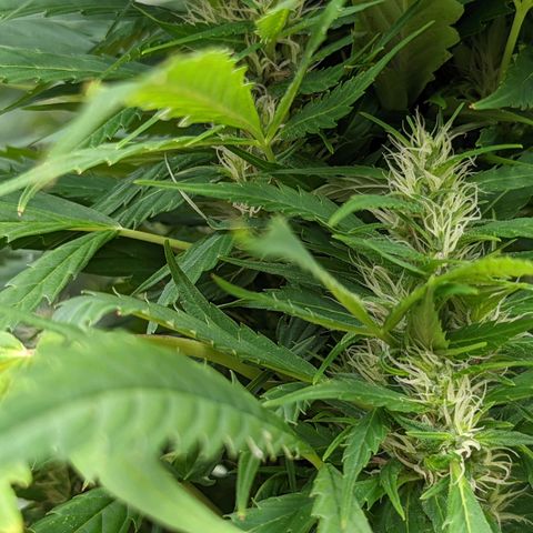 Dutch Hawaiian F2 growlog timeline photo