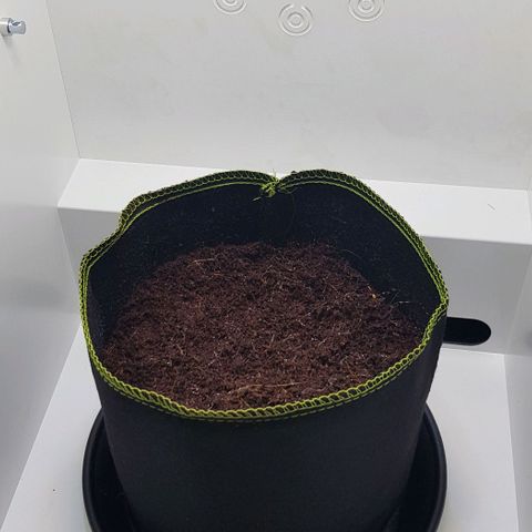 Stardust growlog photo