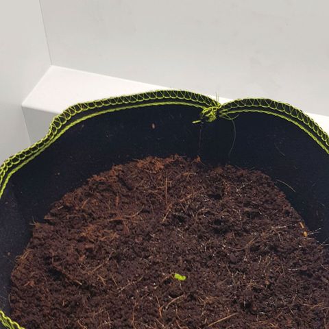 Stardust growlog photo