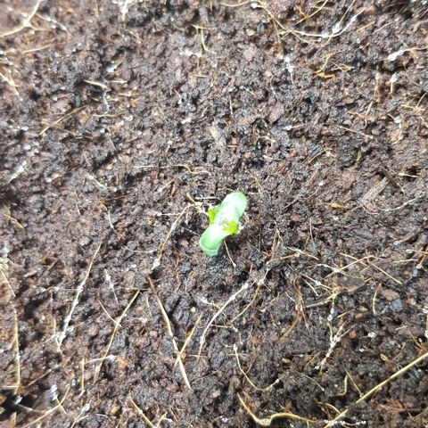 Stardust growlog photo