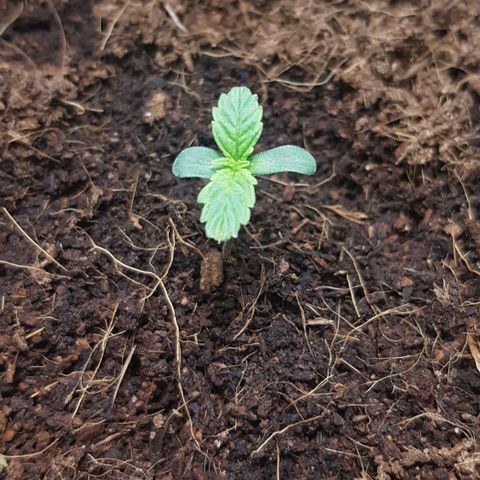 Stardust growlog photo