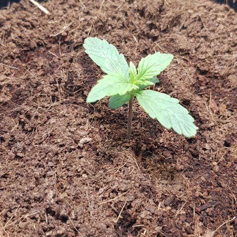 Stardust growlog photo