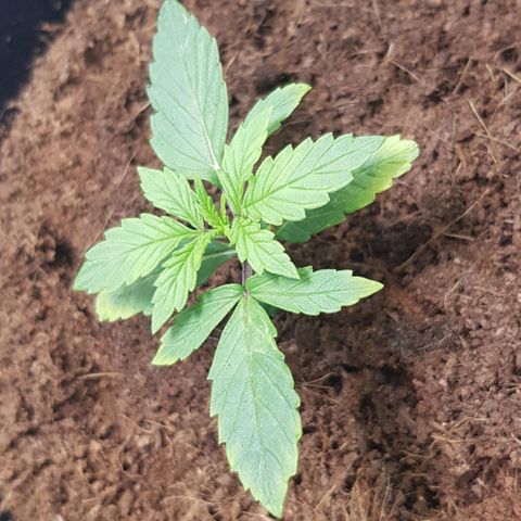 Stardust growlog photo: Yellowing of leaves