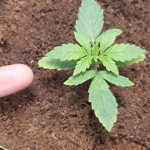 Stardust growlog photo: Yellowing of leaves