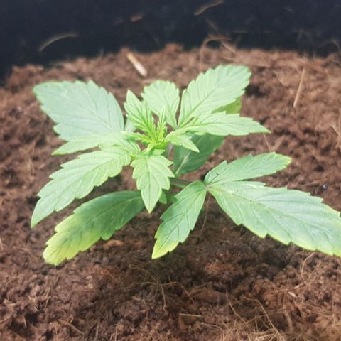 Stardust growlog timeline photo