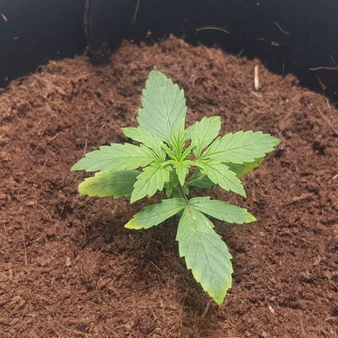Stardust growlog timeline photo