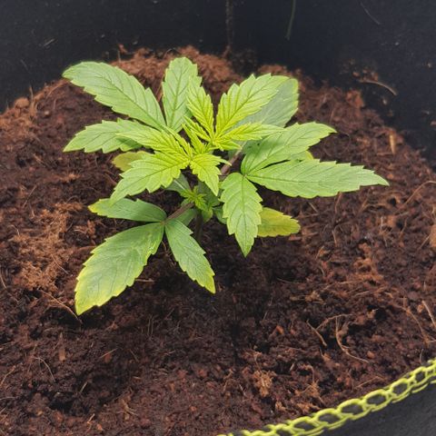 Stardust growlog timeline photo