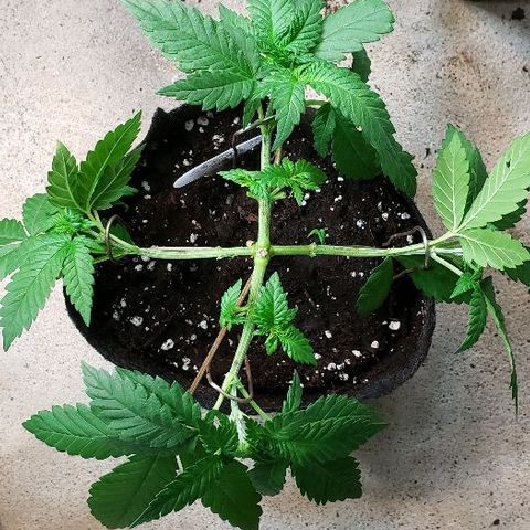 Sk1 growlog timeline photo