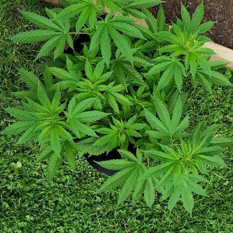 Sk1 growlog timeline photo