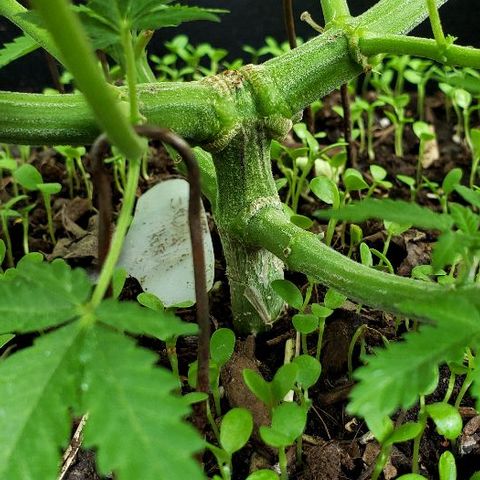 Sk1 growlog timeline photo