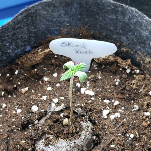 Sk1 growlog timeline photo