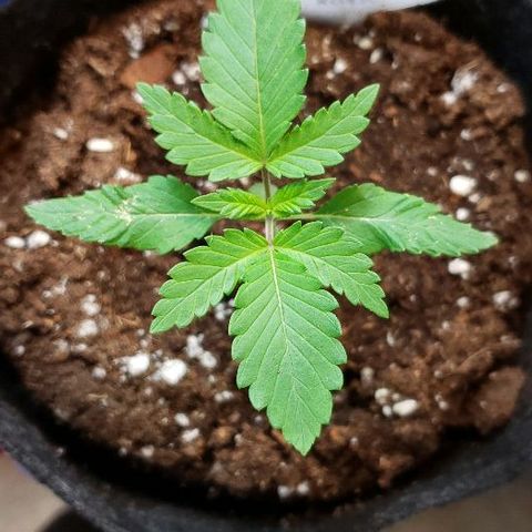 Sk1 growlog timeline photo