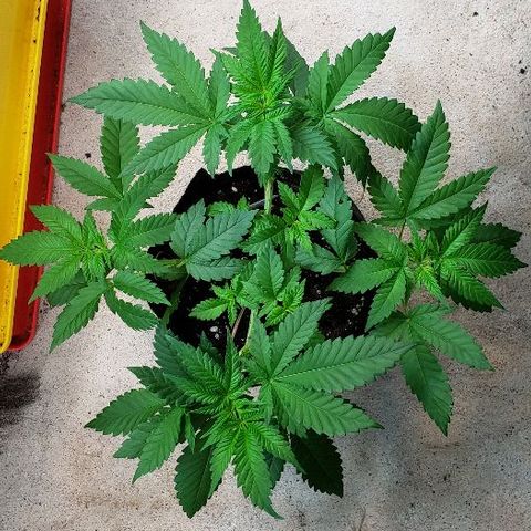 Sk1 growlog timeline photo
