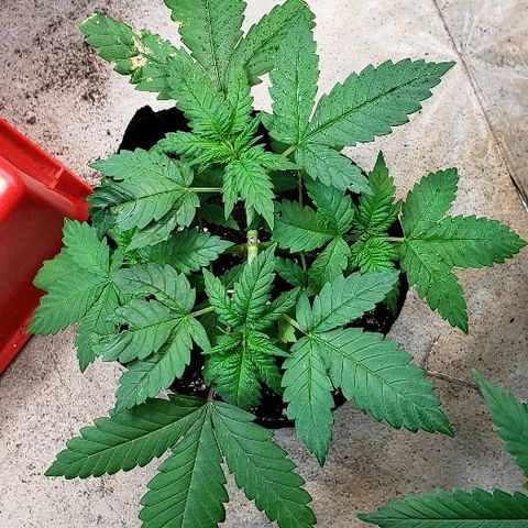 Sk1 growlog timeline photo