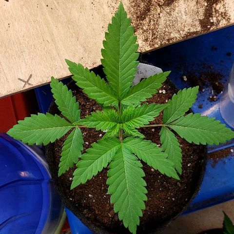 Sk1 growlog timeline photo