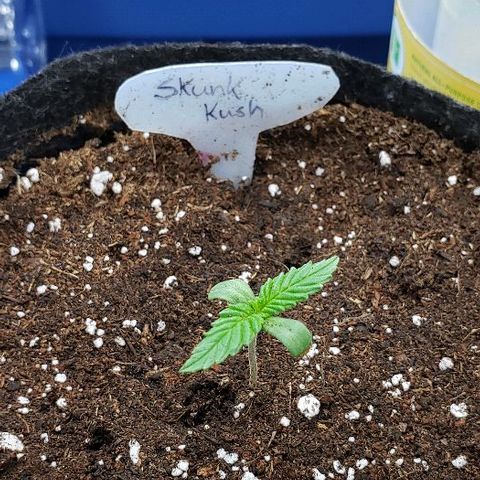 Sk1 growlog timeline photo