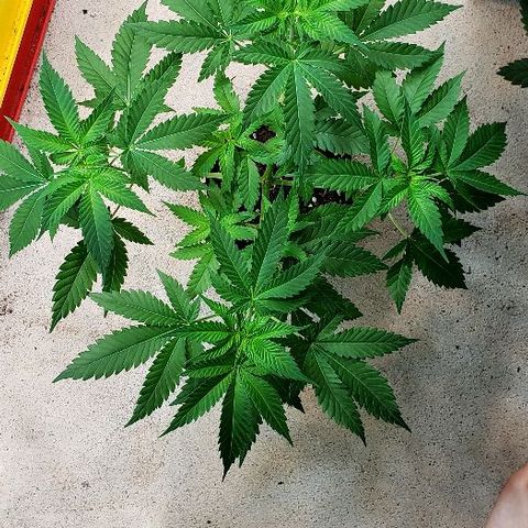 Sk1 growlog timeline photo