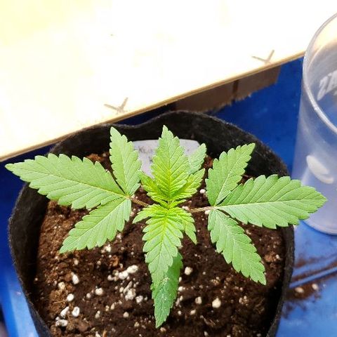 Sk1 growlog timeline photo