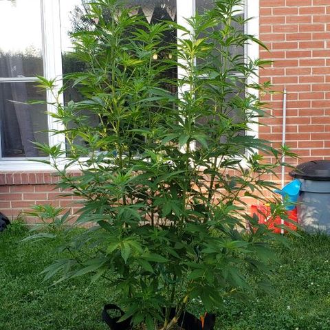 Sk1 growlog timeline photo
