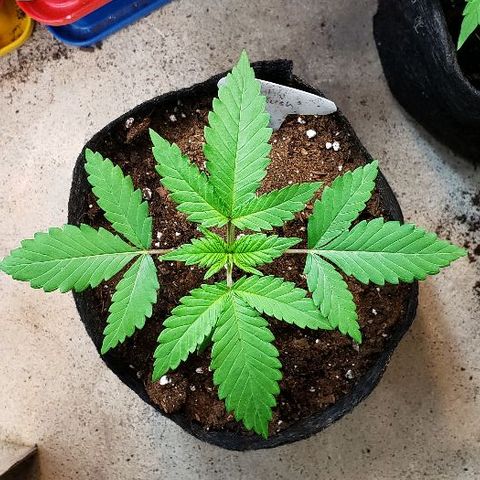 Sk1 growlog timeline photo